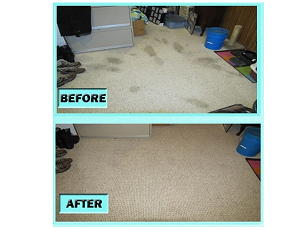Pet-Stain-Cleaning-in-TwinCities